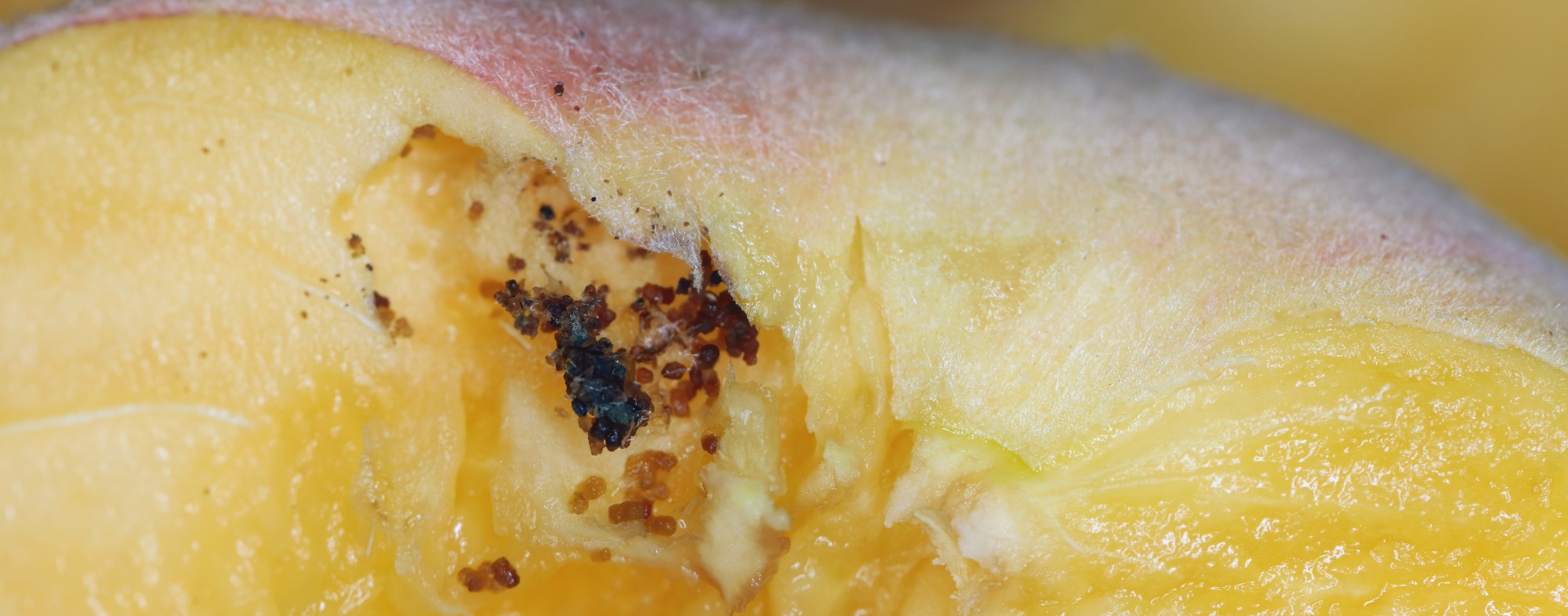 Broca-dos-ramos-do-pessegueiro